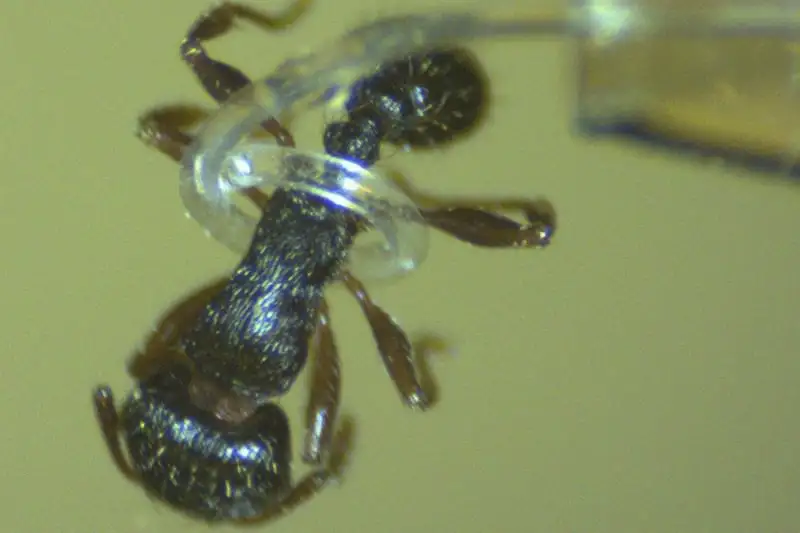 “Innovative Robotics: Safely Snaring Ants with Soft Tentacle Tech”